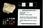 Foto (Objekt + Etikett) von Isopoda indet.  (NHMW-GEO-2014-0194-0961)